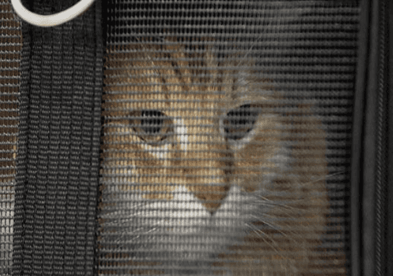 מונטנה: בובי החתול חזר הביתה לאחר היעלמות של שנה וחצי