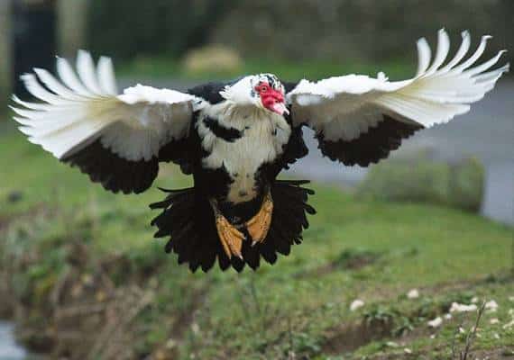 התושבים רשאים לירות על מנת להרוג: מתקפת ברווזים ברברים על עיר בלב ארה"ב