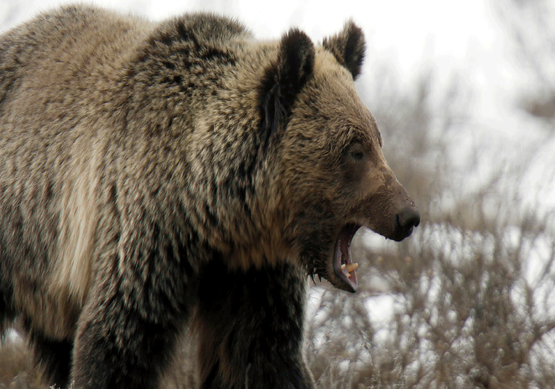 ניו יורק: ילד בן 7 הותקף על ידי דוב בזמן ששיחק בחצר ביתו 