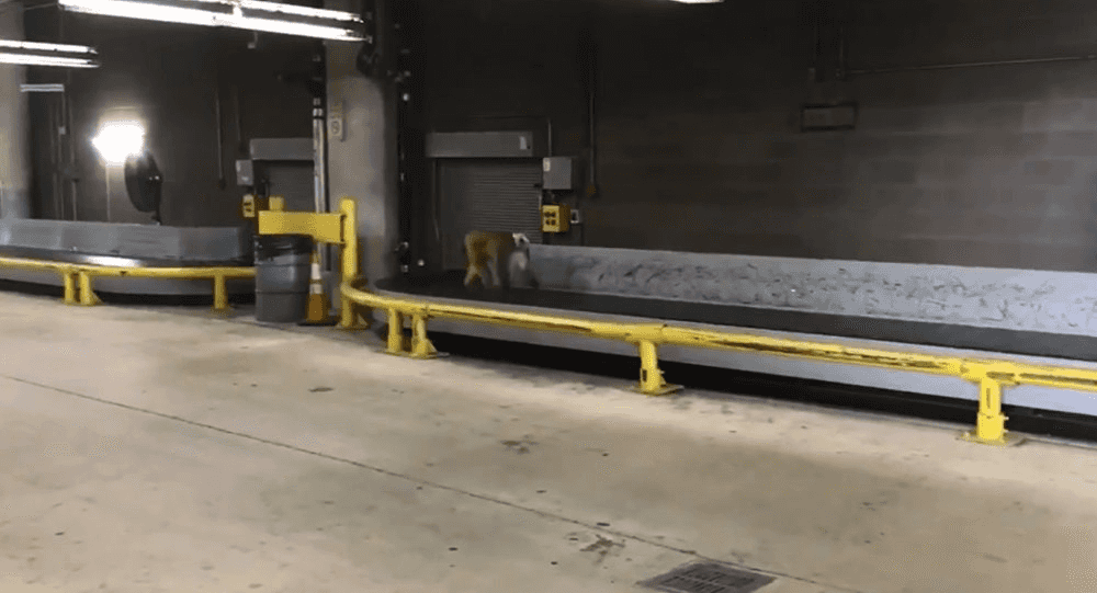 מראה לא שגרתי: בבון נמלט בשדה התעופה