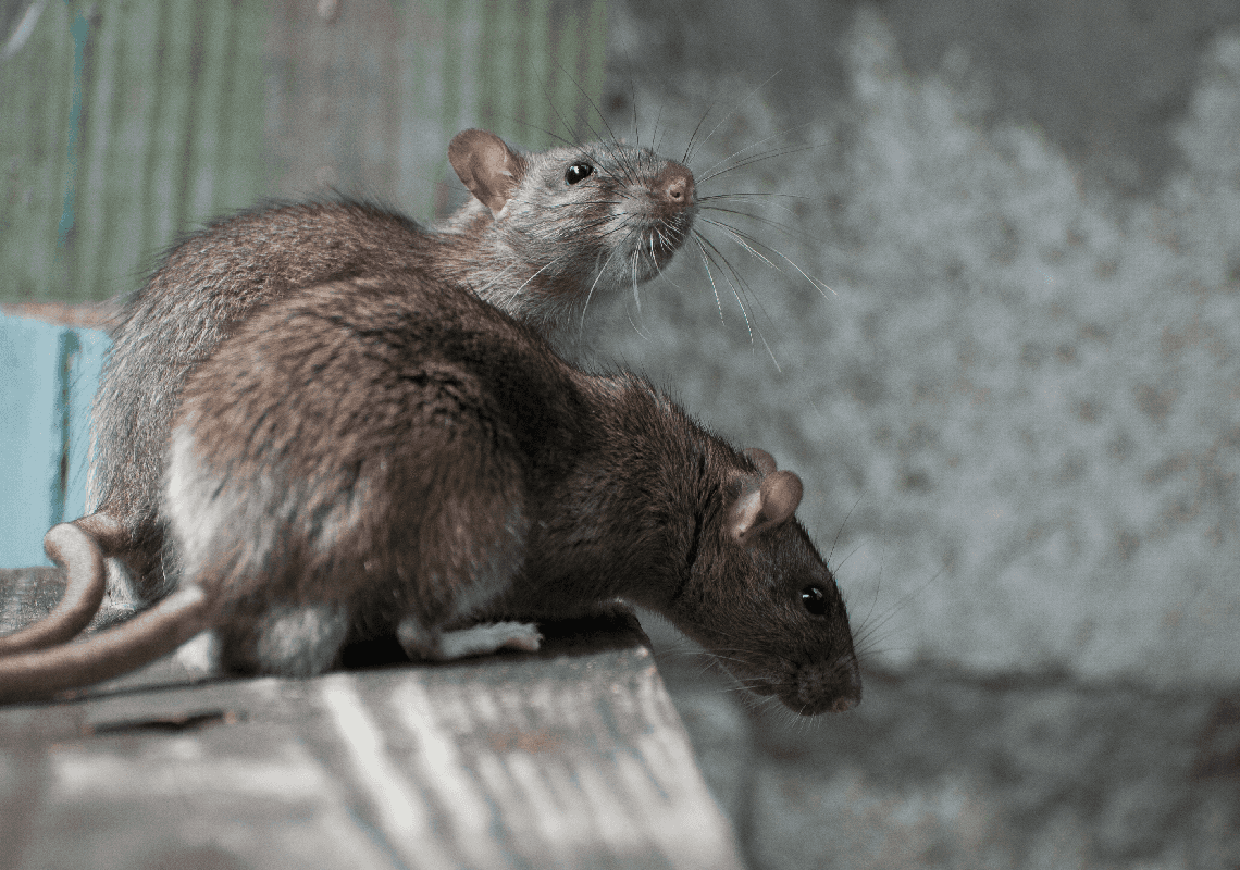 בפעם השביעית ברציפות – שיקגו זכתה בתואר "עיר החולדות"