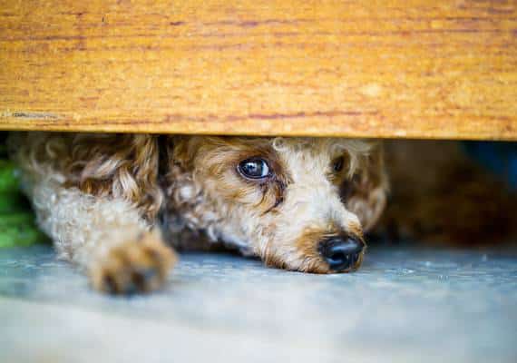 הצעת חוק למען בעלי החיים: התעללות תהפוך לעבירה פדרלית