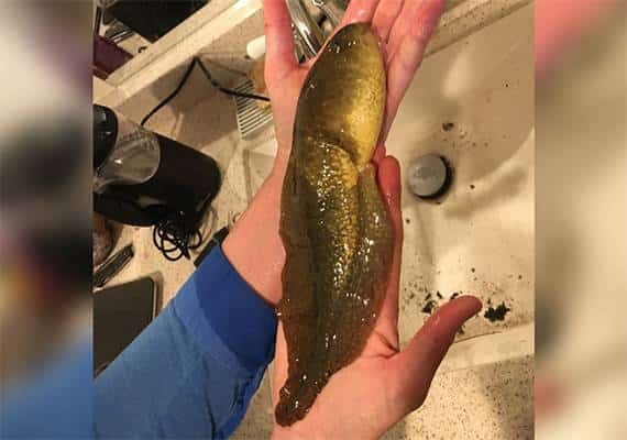 כזה עוד לא היה: ראשן עצום התגלה באריזונה