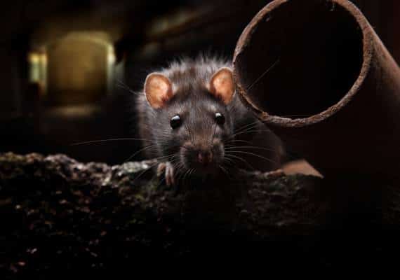 נשיא מועצת עיריית לוס אנג'לס רוצה ללחום בחולדות בשיטה מקורית - אבל טפשית