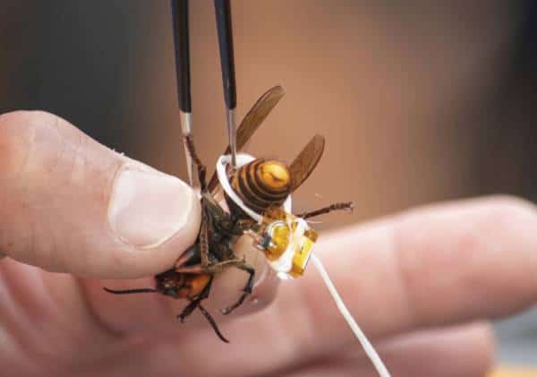  התפתחות במאמצים לאיתור האיום האסייתי הקטלני: קן 'צרעות הענק הרצחניות' זוהה לראשונה בארה"ב