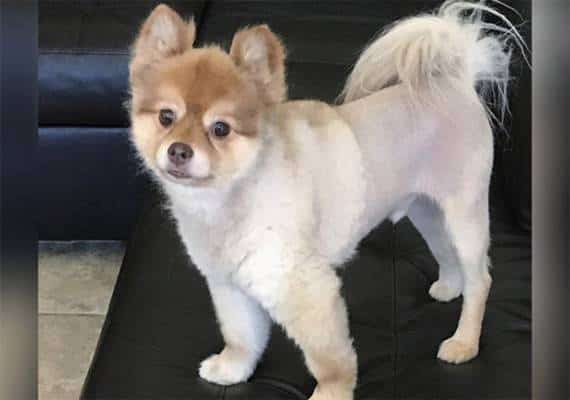 מות הכלב בטיסה: המשפחה מאשימה את דלתא בטיוח נסיבות האירוע