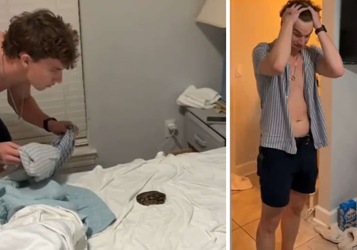 את החופשה הזו הם לא ישכחו: נחש פיתון התגלה מתחת לשמיכה בדירת נופש בפלורידה