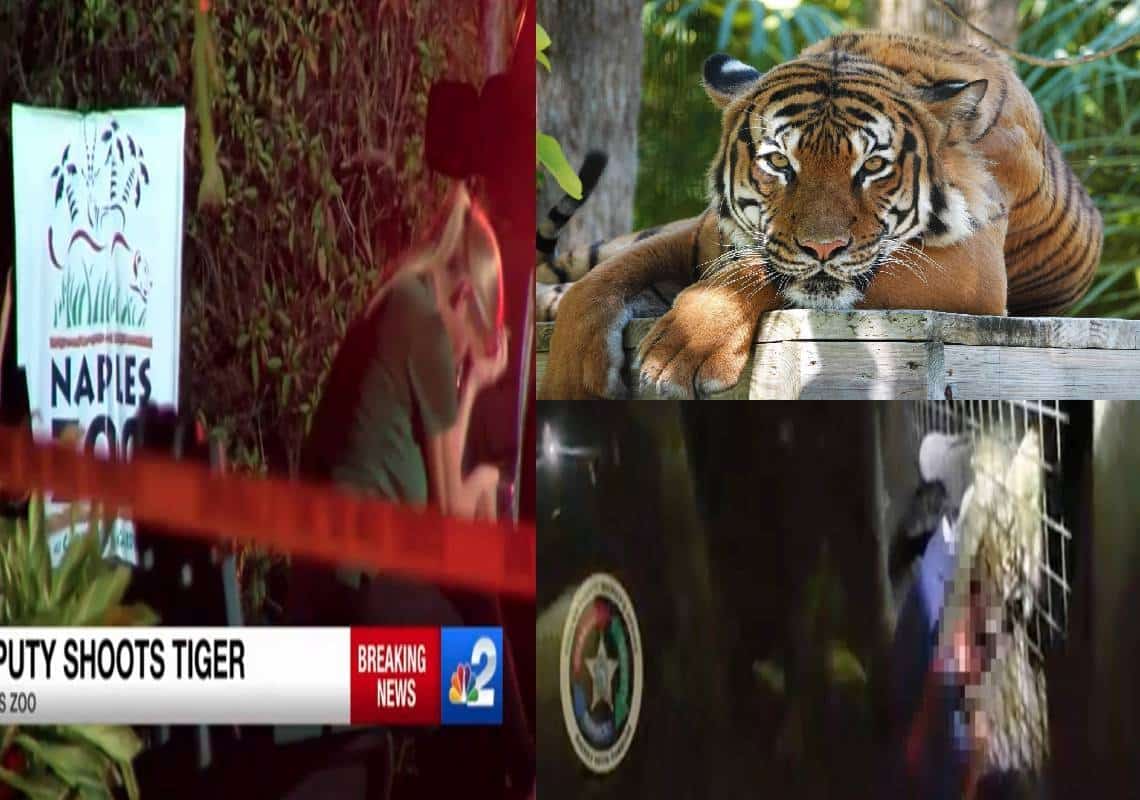 "הוא קורע לי את היד מהגוף! אני עומד למות!": טיגריס בפלורידה נורה למוות בידי שריף לאחר שטרף את ידו של אדם