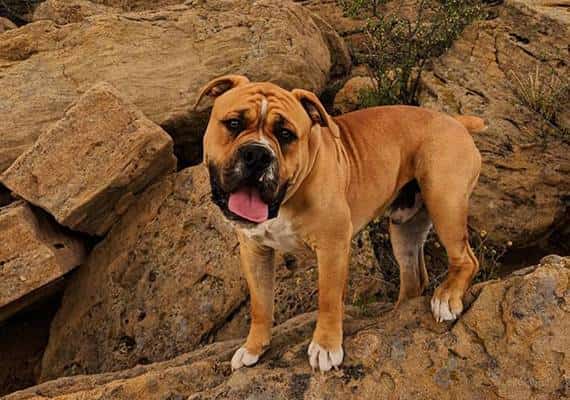 קולורדו: הזמין "בייביסיטרית לכלבים" וגילה שדירתו הפכה לאתר צילומי סרט פורנו