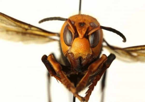 איום אסייתי קטלני חדש: "צרעות ענק רצחניות" זוהו לראשונה בארה"ב