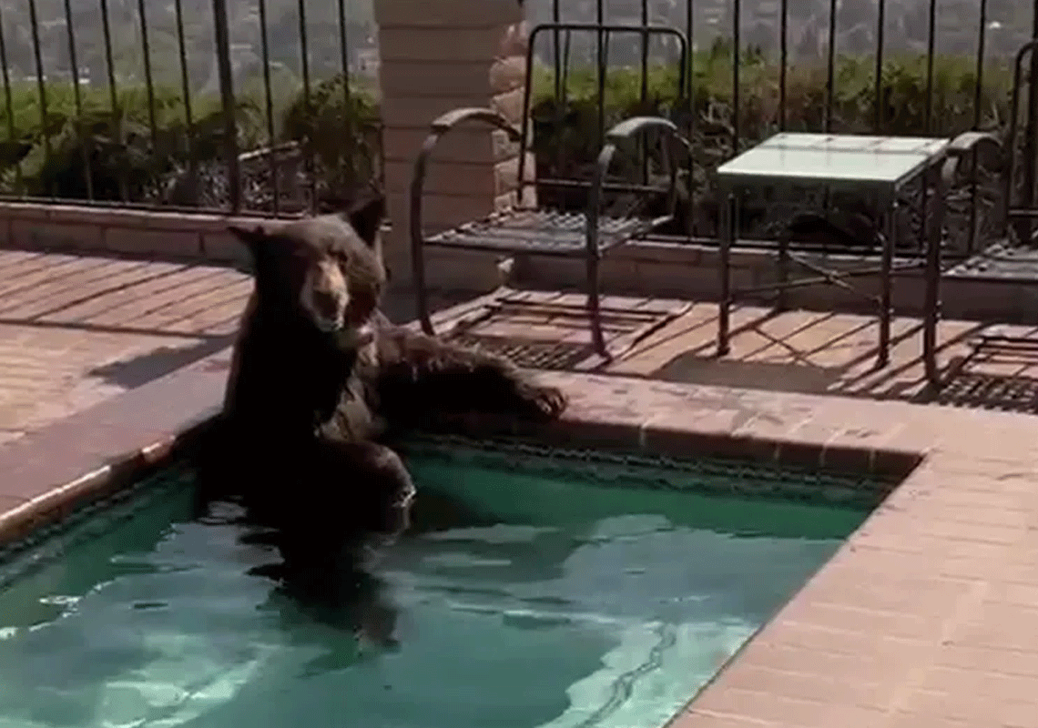 מה אתם הייתם עושים? תושבת לוס אנג'לס גילתה הפתעה מלחיצה בג'קוזי בחצר הבית