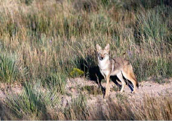 מפחיד: צבוע תקף אם ובנה שטיילו בערב בניו ג'רזי