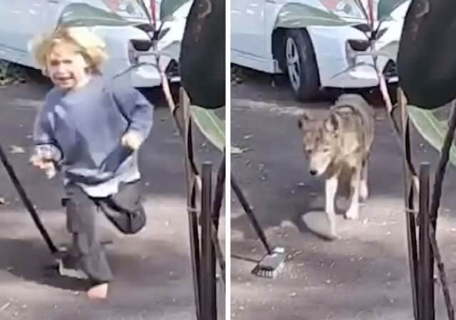 רגעי אימה בלוס אנג'לס: זאב ערבות נכנס דרך שער הבית בפסדינה ורדף אחרי ילד בן שלוש