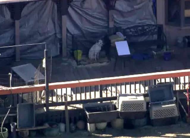 מבצע הצלה היסטורי: 700 כלבים וחתולים נמצאו בתנאים קשים בחווה נידחת בלוס אנג'לס 